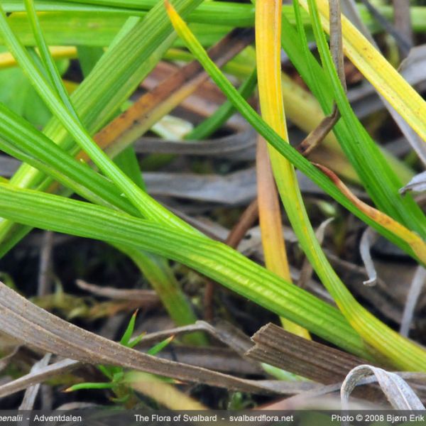 Carex lachenalii 1 full