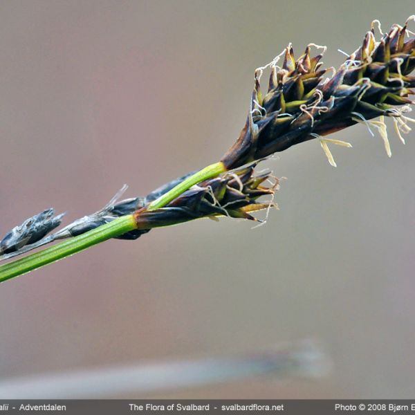 Carex lachenalii close full