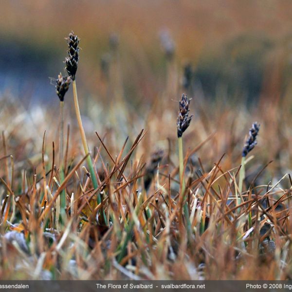 Carex lidii place full