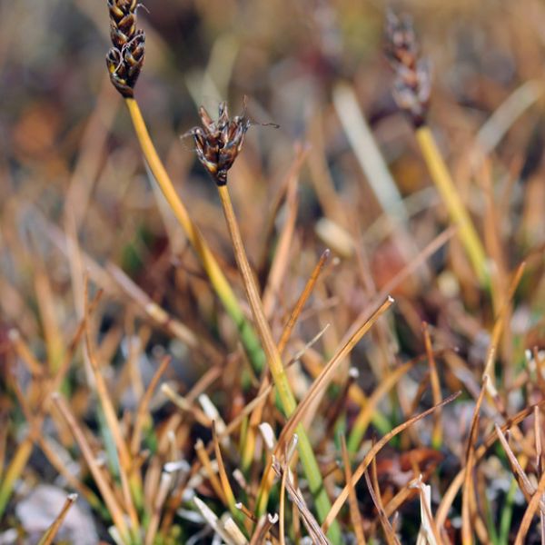 Carex lidii whole full