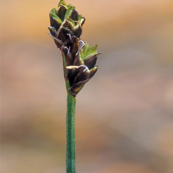 Carex marina pseudolagopina close full