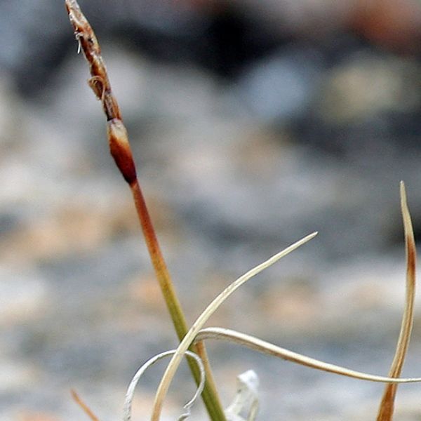 Carex rupestris close full