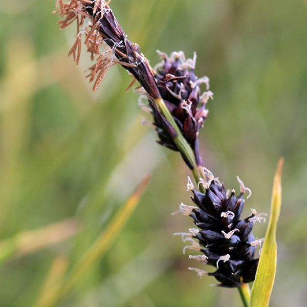 Carex saxatilis laxa close full