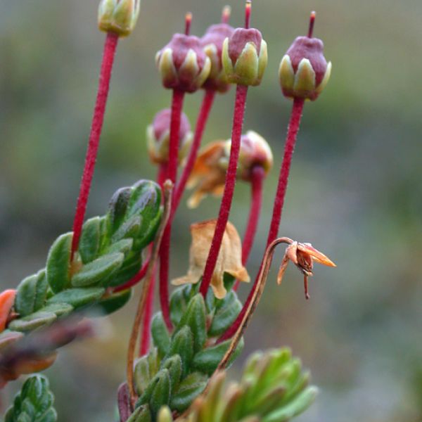 Cassiope tetragona 1 full