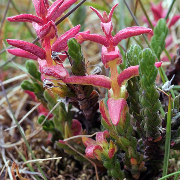 Cassiope tetragona 2 full