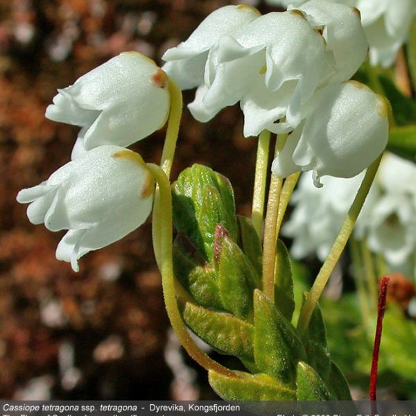 Cassiope tetragona close full