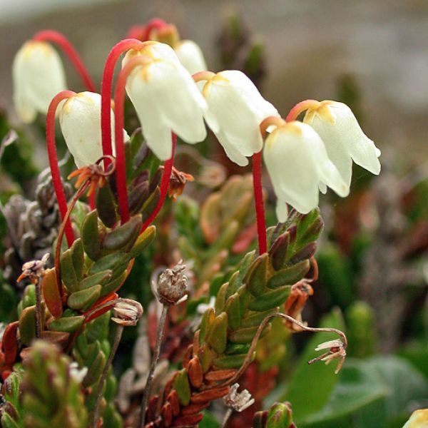 Cassiope tetragona whole full