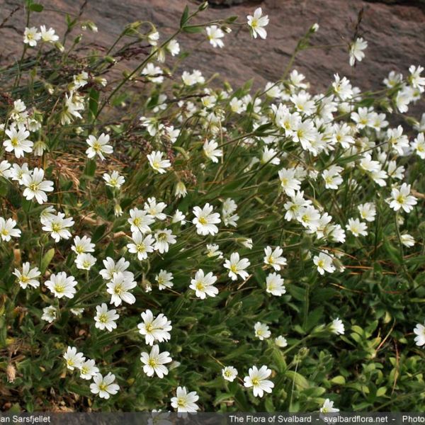 Cerastium arcticum whole full