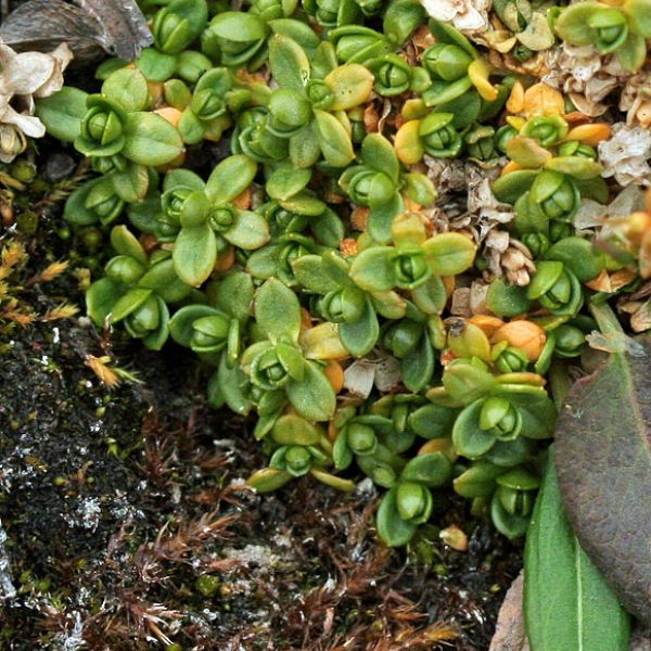 Cerastium regelii caespitosum close full