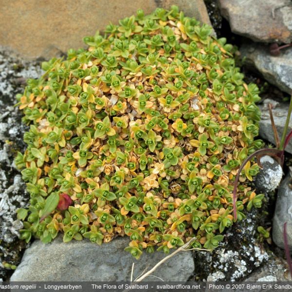 Cerastium regelii caespitosum whole full