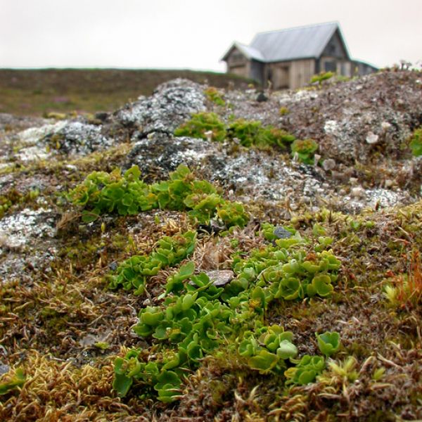 Chrysosplenium tetrandrum place full