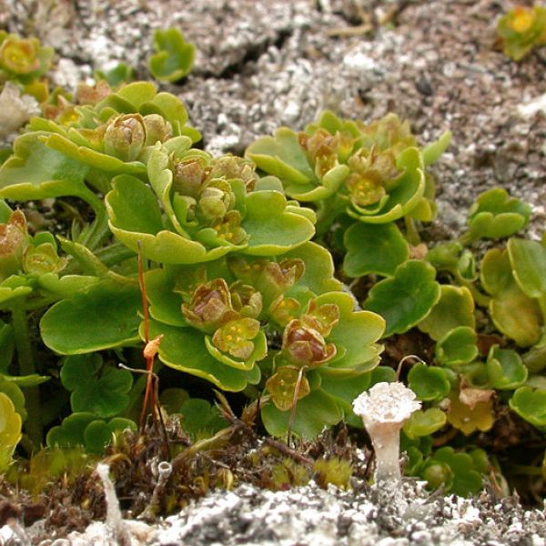 Chrysosplenium tetrandrum whole full