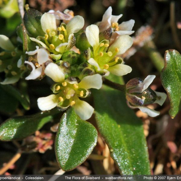 Cochlearia groenlandica close full