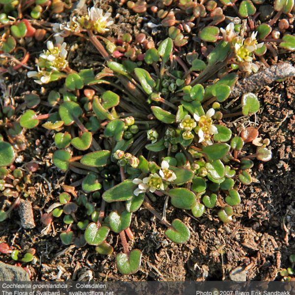 Cochlearia groenlandica whole full