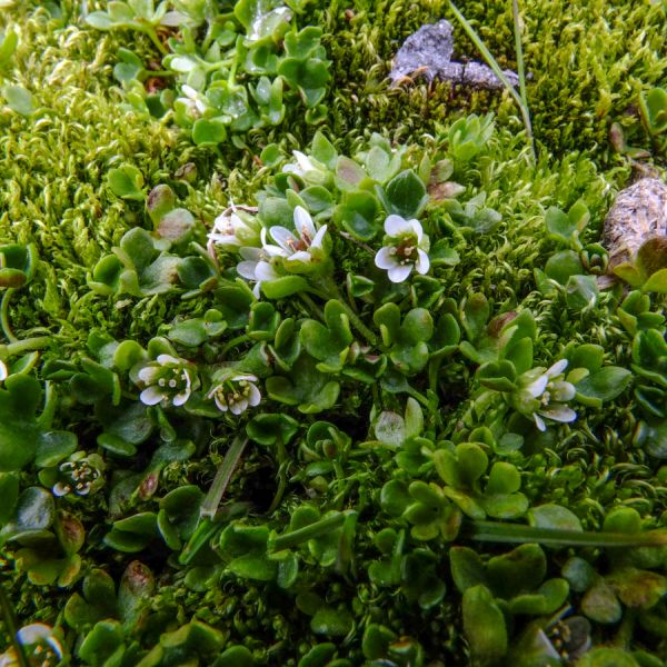 Saxifraga rivularis