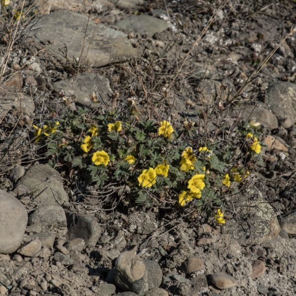 Potentilla hyparctica