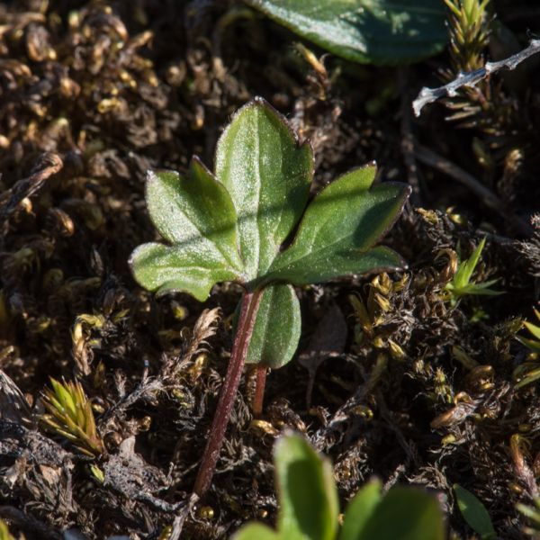 Ranunculus nivalis