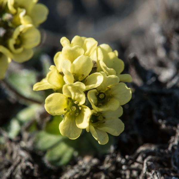 Draba oxycarpa