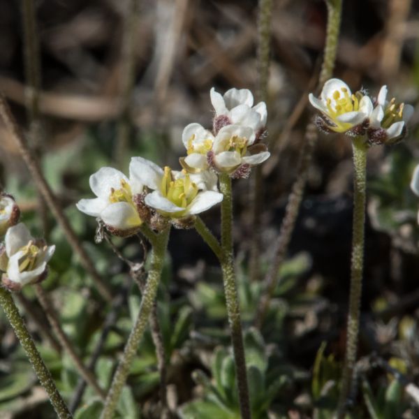 Draba nivalis