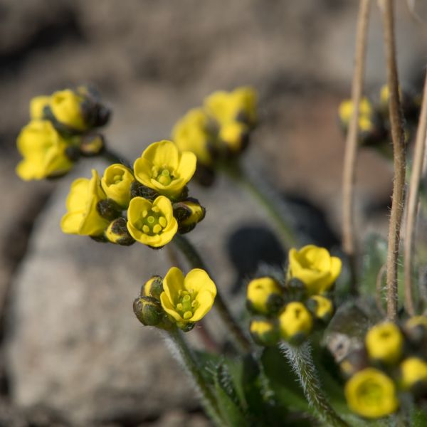 Draba alpina