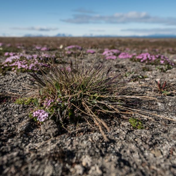 Festuca brachyphylla