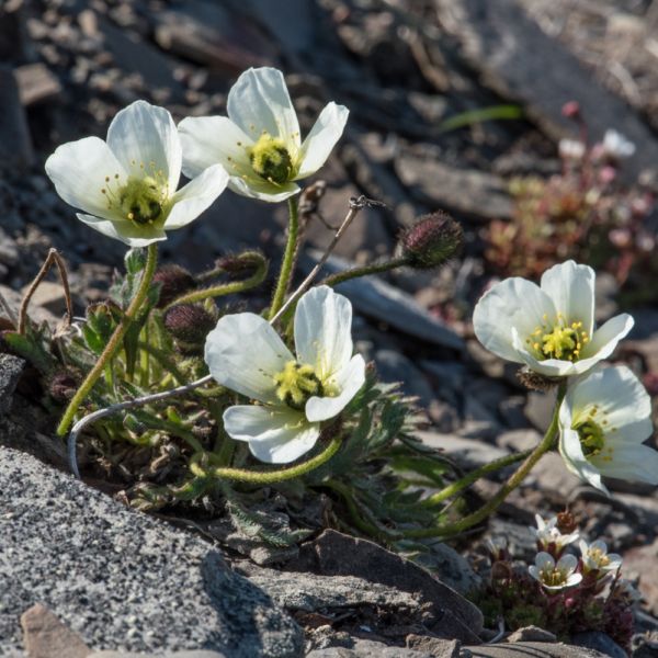 Papaver cornwallisense