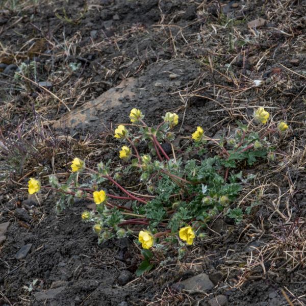 Potentilla nivea