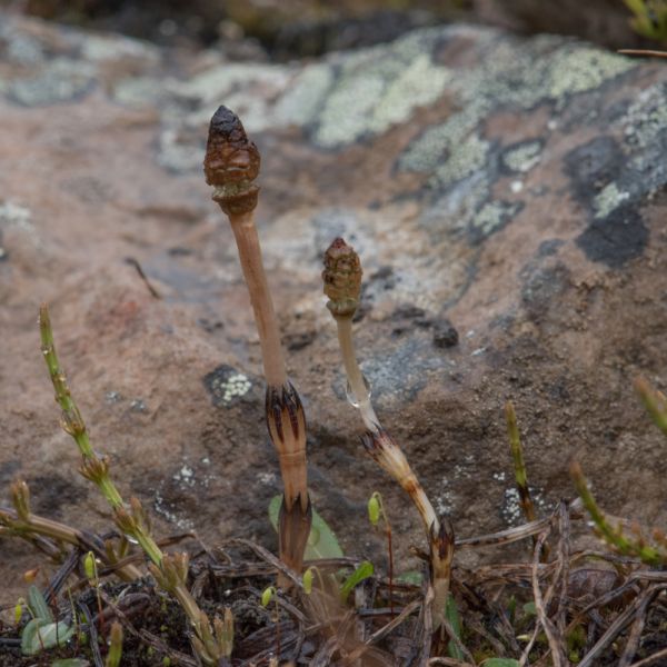 Equisetum arvense ssp. alpestre