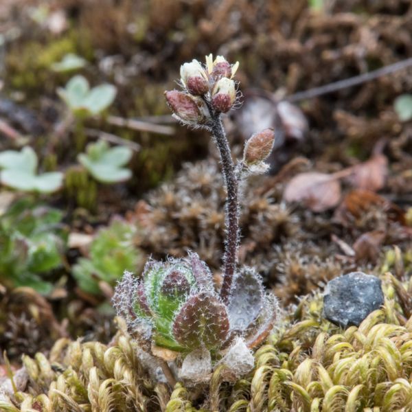 Draba micropetala