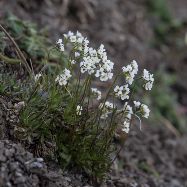 Draba fladnizensis