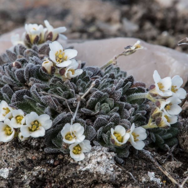 Draba arctica