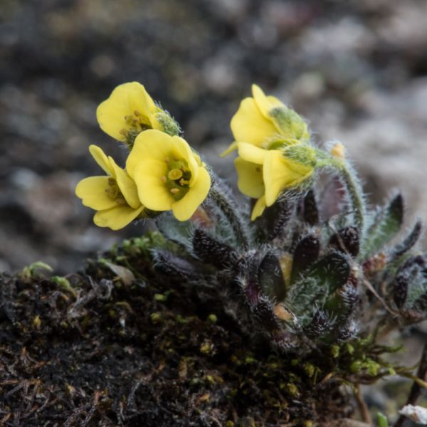 Draba corymbosa