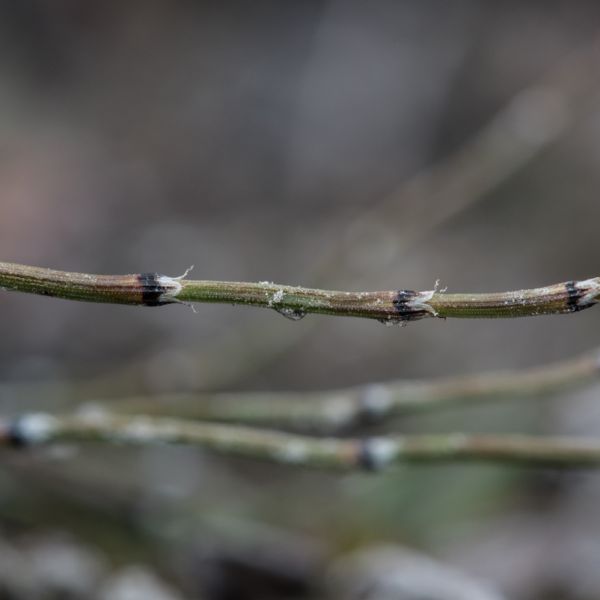 Equisetum variegatum