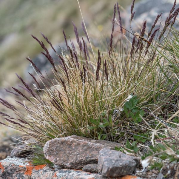 Festuca ovina