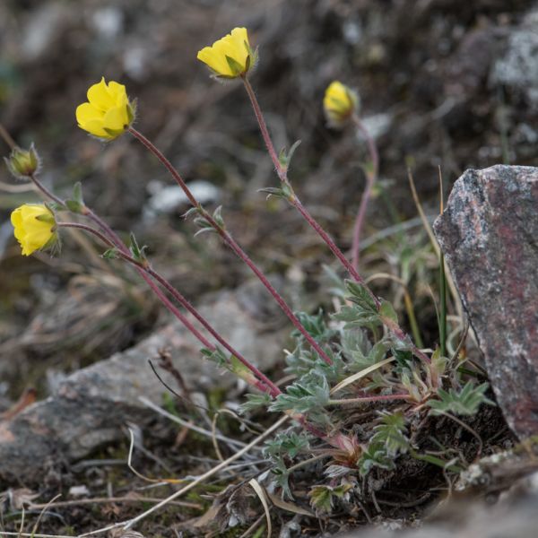 Potentilla arenosa ssp. chamissonis