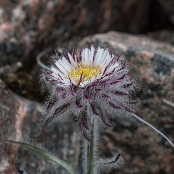 Erigeron eriocephalus