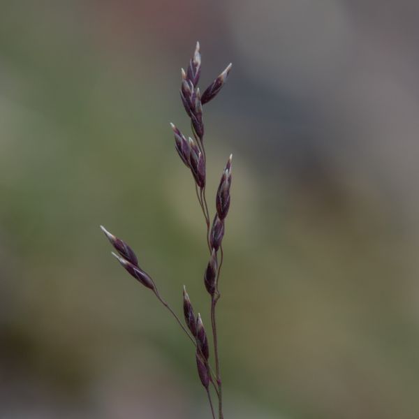 Poa arctica ssp. arctica