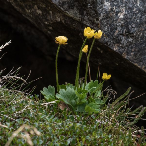 Ranunculus sulphureus