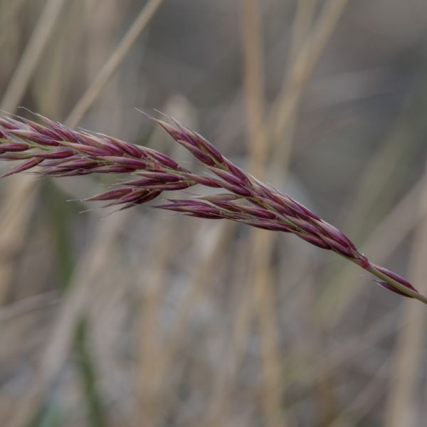 Calamagrostis purpurascens