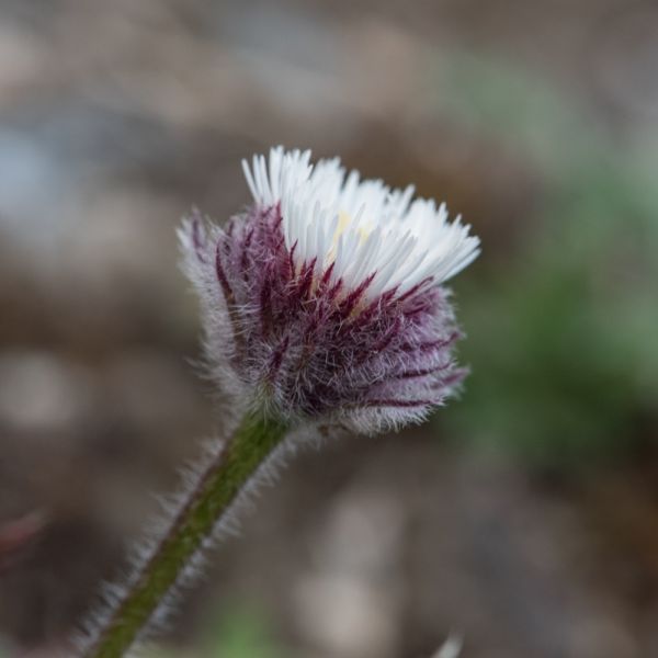 Erigeron uniflorus