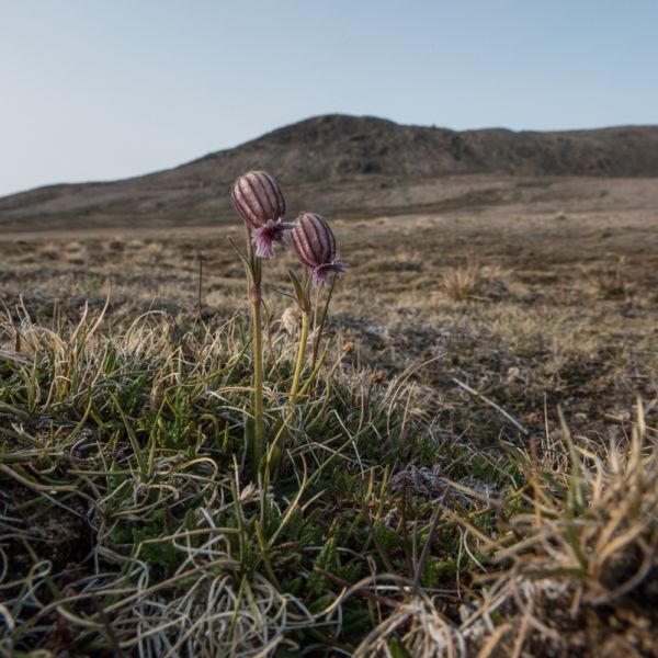 Silene uralensis ssp. arctica