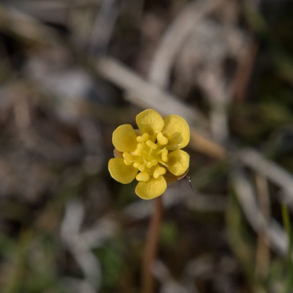 Coptidium lapponicum