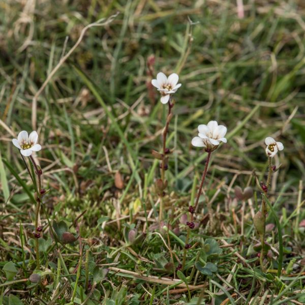 Saxifraga svalbardensis