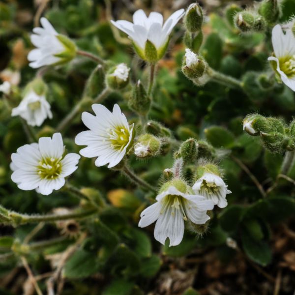 Cerastium arcticum