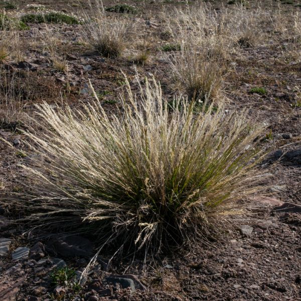 Deschampsia alpina