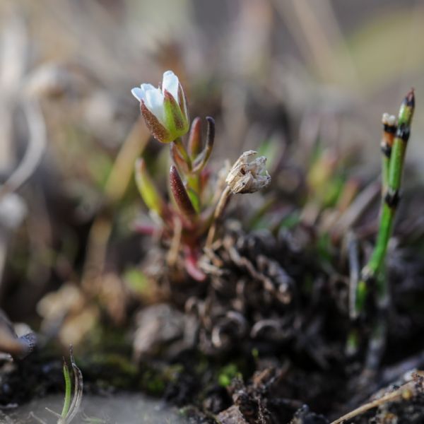 Sabulina stricta