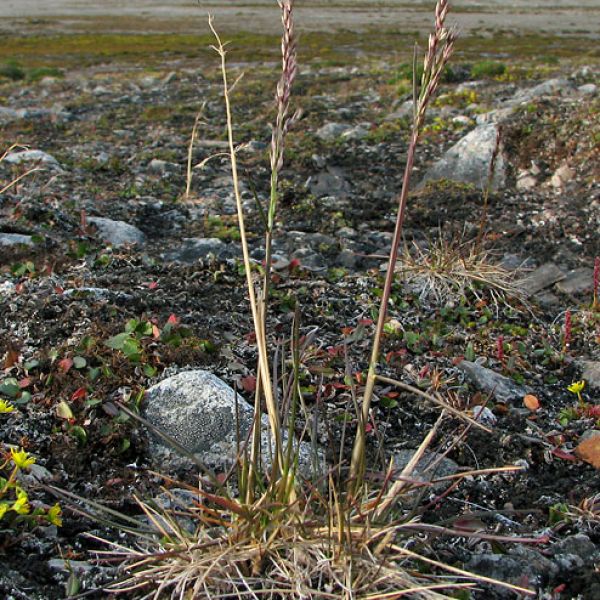 Deschampsia alpina whole full