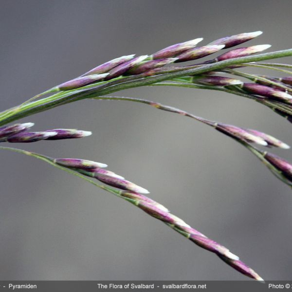 Deschampsia cespitosa close full