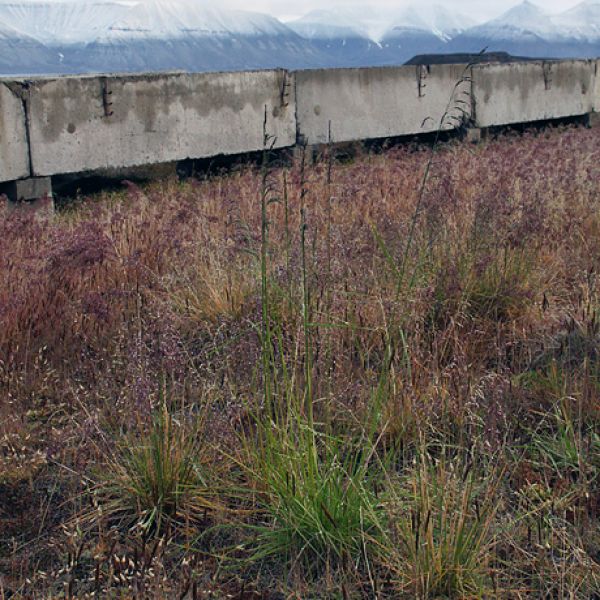 Deschampsia cespitosa