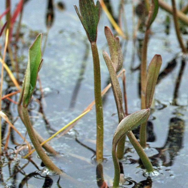 Deschampsia sukatschewii borealis 1 full